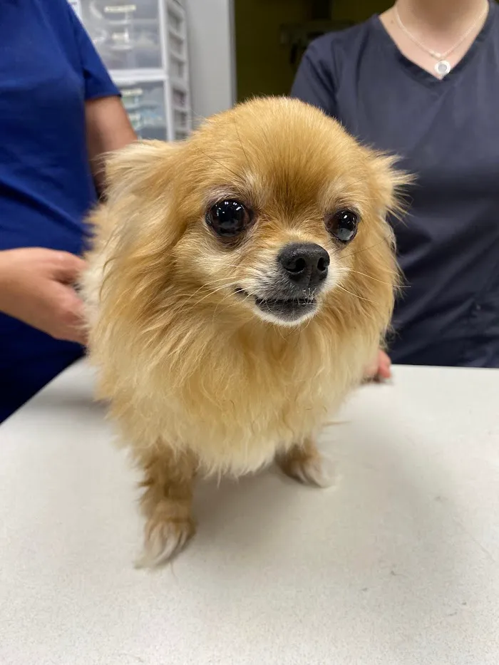 Jackson Veterinary Clinic 6