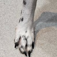 Jackson Veterinary Clinic ico