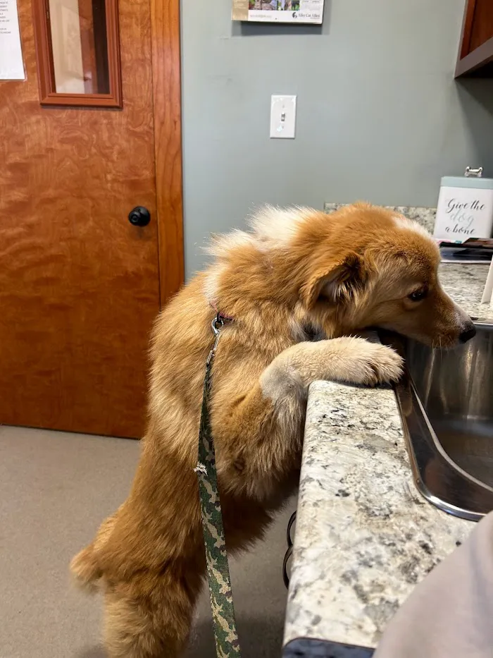 Jackson Veterinary Clinic 2