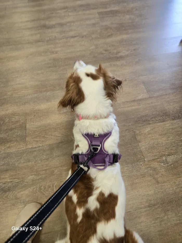 Brookwood Animal Hospital 1
