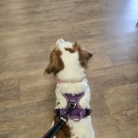 Brookwood Animal Hospital ico