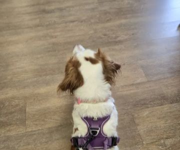 Brookwood Animal Hospital