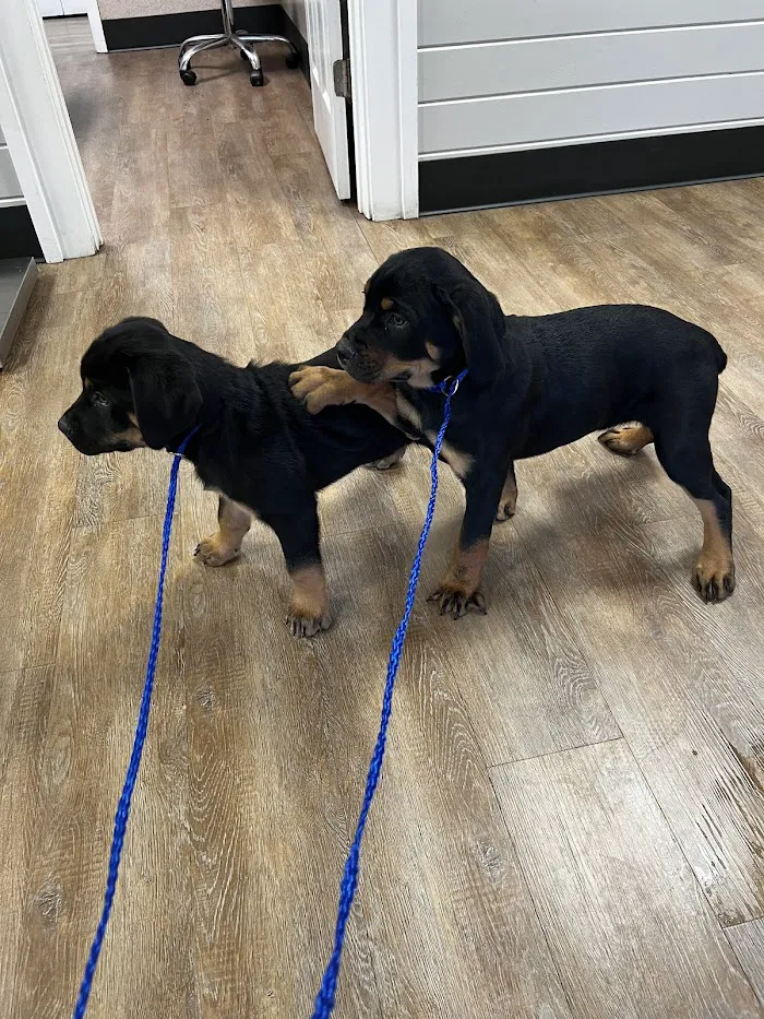 Brookwood Animal Hospital 6
