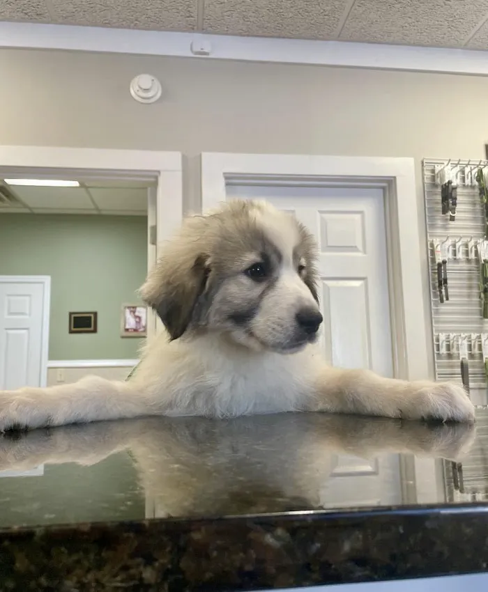 Brookwood Animal Hospital 4