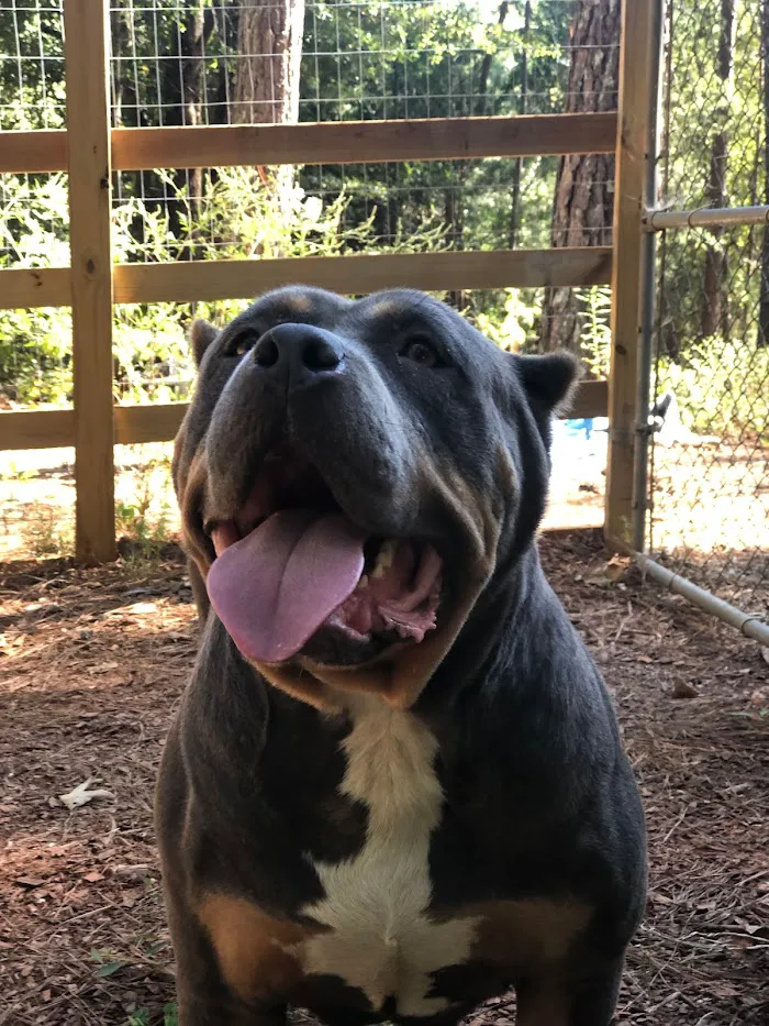 Oak Hill Animal Hospital 12