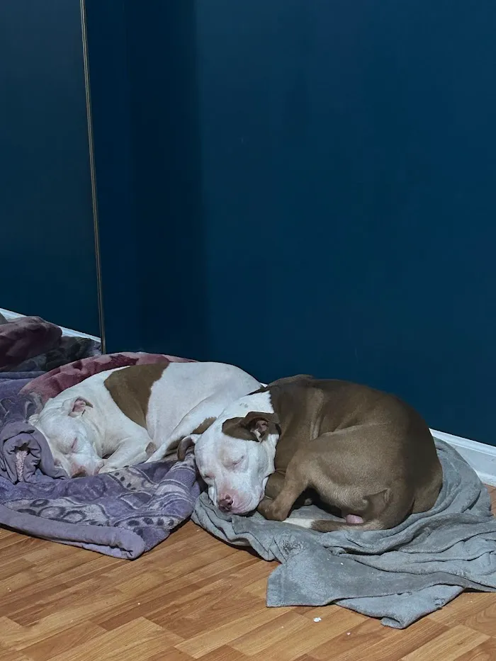 Oak Hill Animal Hospital 12