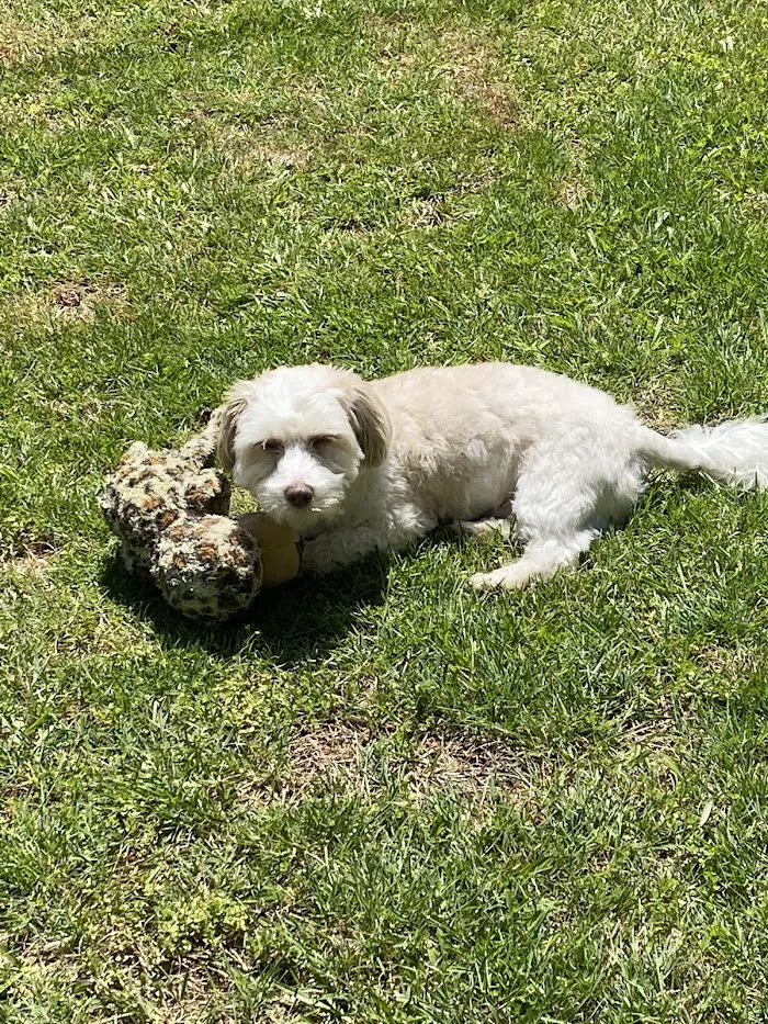 Oak Hill Animal Hospital 12