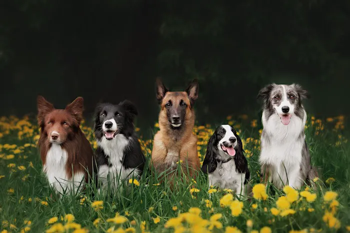 Mainstreet Veterinarians of Stone Mountain 12