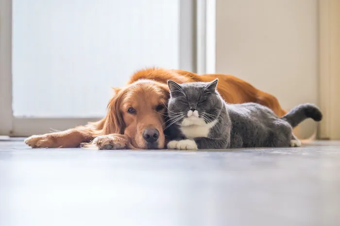Mainstreet Veterinarians of Stone Mountain 12