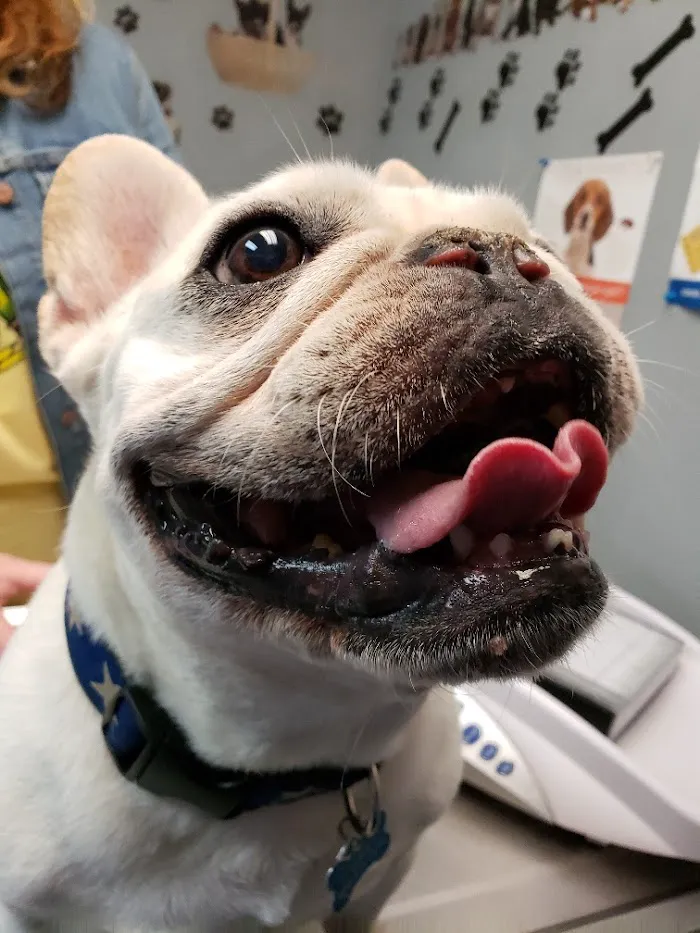 Mainstreet Veterinarians of Stone Mountain 12