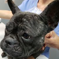 Mainstreet Veterinarians of Stone Mountain ico