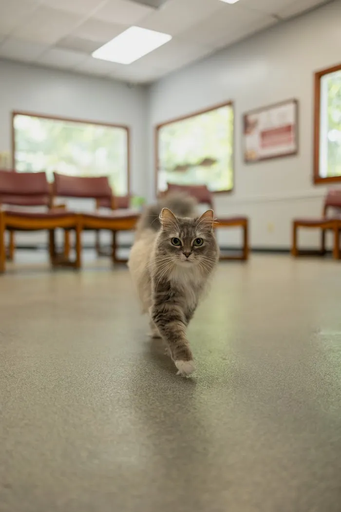 Rockdale Animal Hospital 12