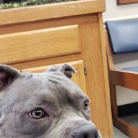 Rockdale Animal Hospital ico