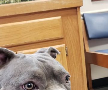 Rockdale Animal Hospital