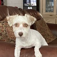 Honey Creek Veterinary Hospital ico
