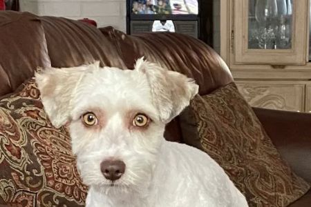 Honey Creek Veterinary Hospital