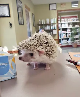 Honey Creek Veterinary Hospital 3