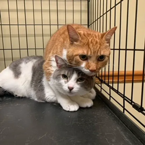 Honey Creek Veterinary Hospital 5