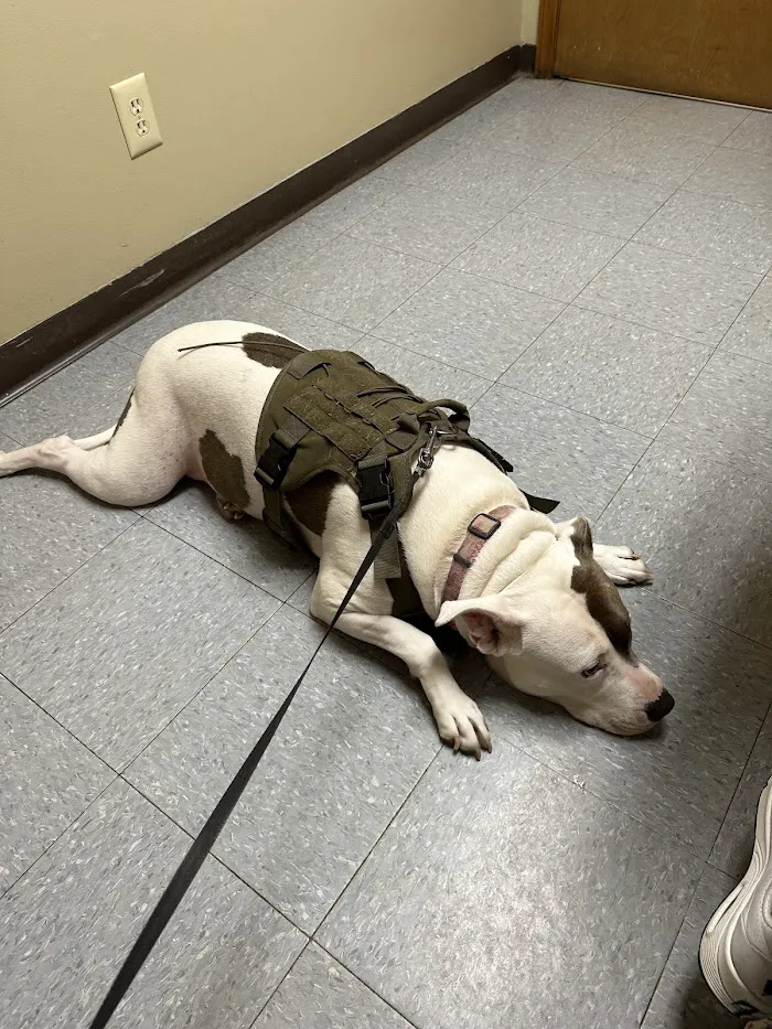 Honey Creek Veterinary Hospital 7