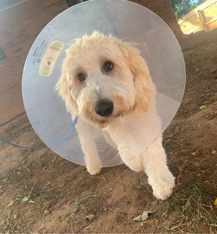 Honey Creek Veterinary Hospital 6