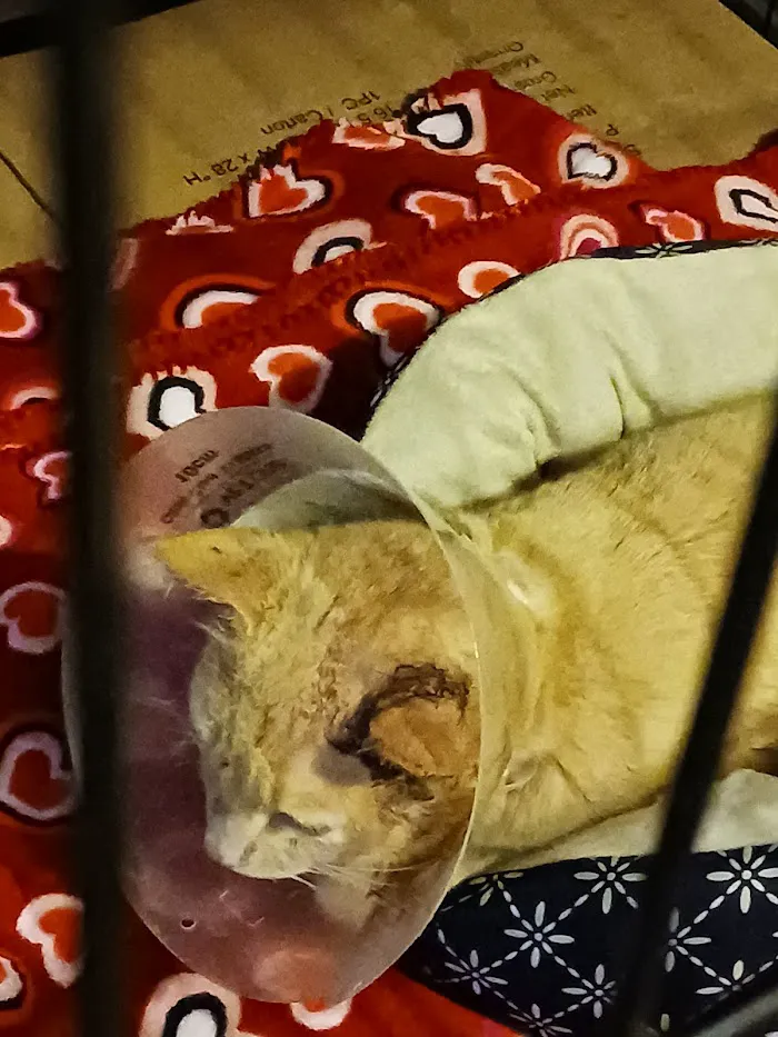 Honey Creek Veterinary Hospital 4