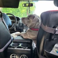 Lake Dow Animal Hospital ico