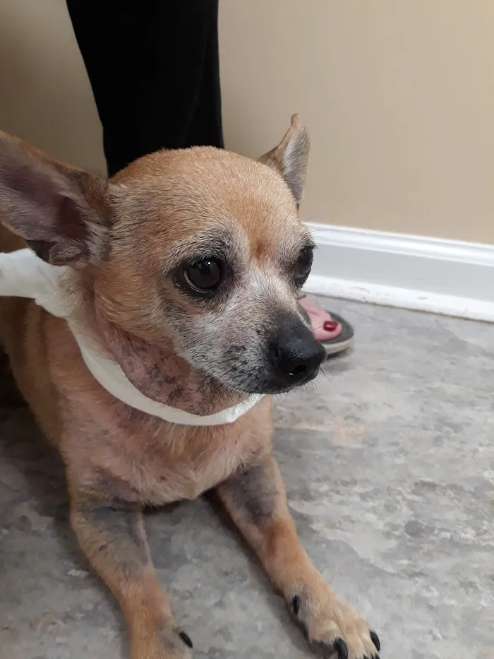 Lake Dow Animal Hospital 10