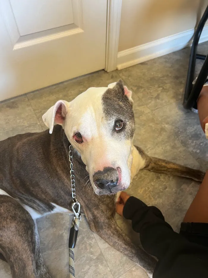 Lake Dow Animal Hospital 9