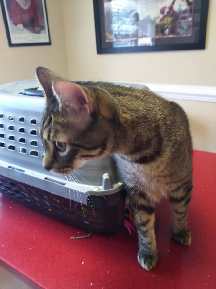 Lake Dow Animal Hospital 5