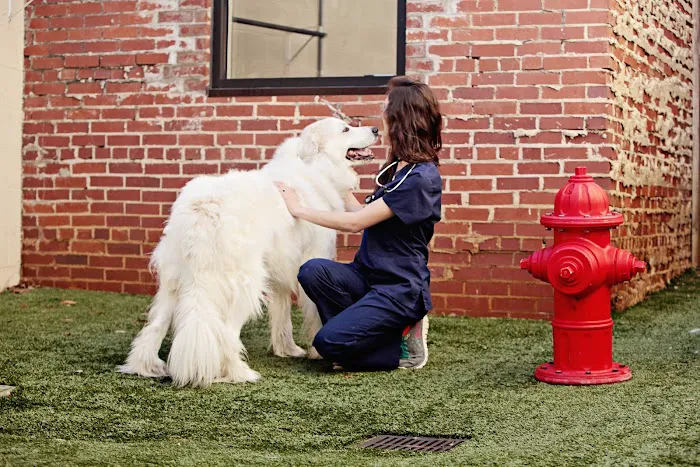 Peachtree Hills Animal Hospital 2