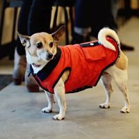 Peachtree Hills Animal Hospital ico