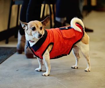 Peachtree Hills Animal Hospital