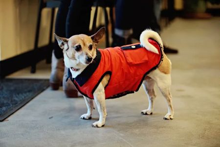 Peachtree Hills Animal Hospital