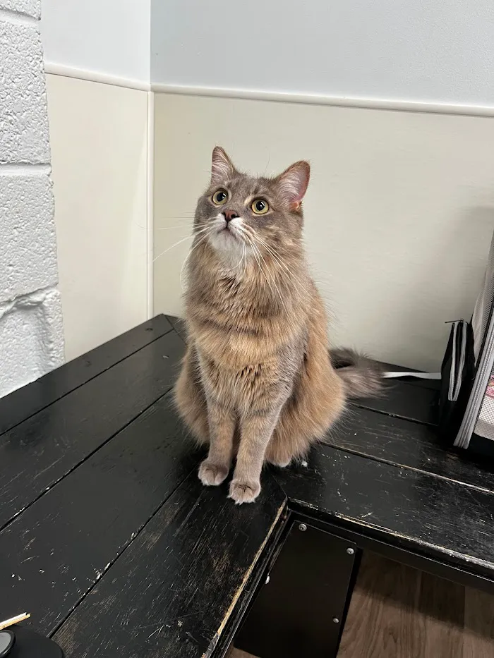 Peachtree Hills Animal Hospital 8