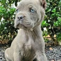 Hwy 5 Animal Hospital ico