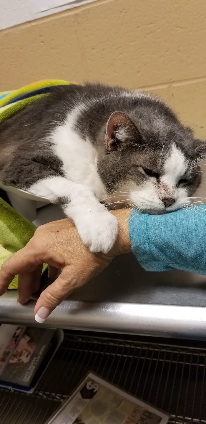 Atlanta West Veterinary Hospital 9