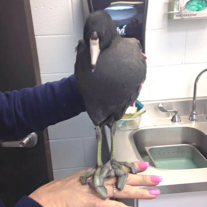 Atlanta West Veterinary Hospital 1