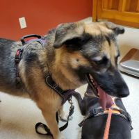 Evans Mill Animal Hospital ico