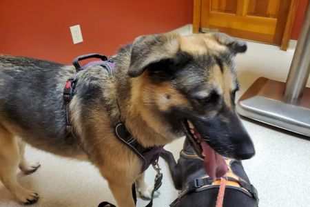 Evans Mill Animal Hospital