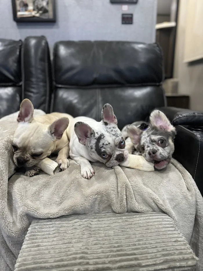 Westside Village Animal Hospital 12