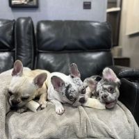 Westside Village Animal Hospital ico