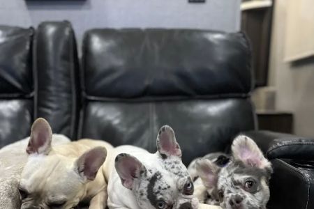 Westside Village Animal Hospital