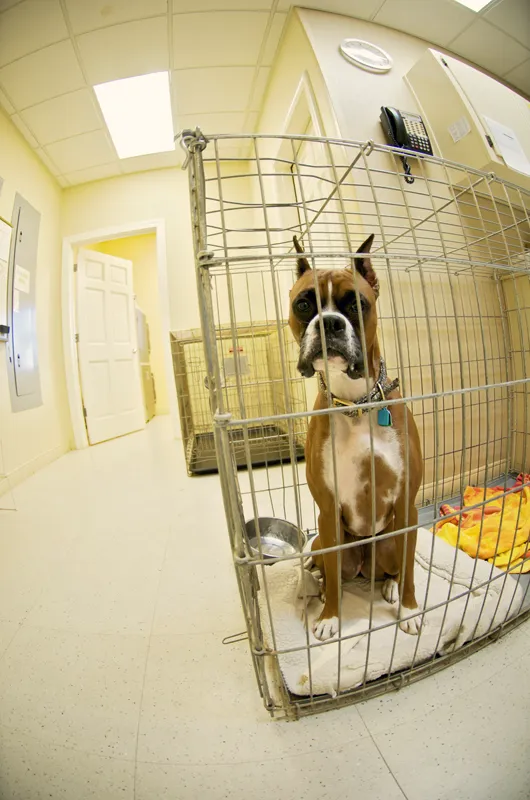 Treehouse Animal Clinic 9