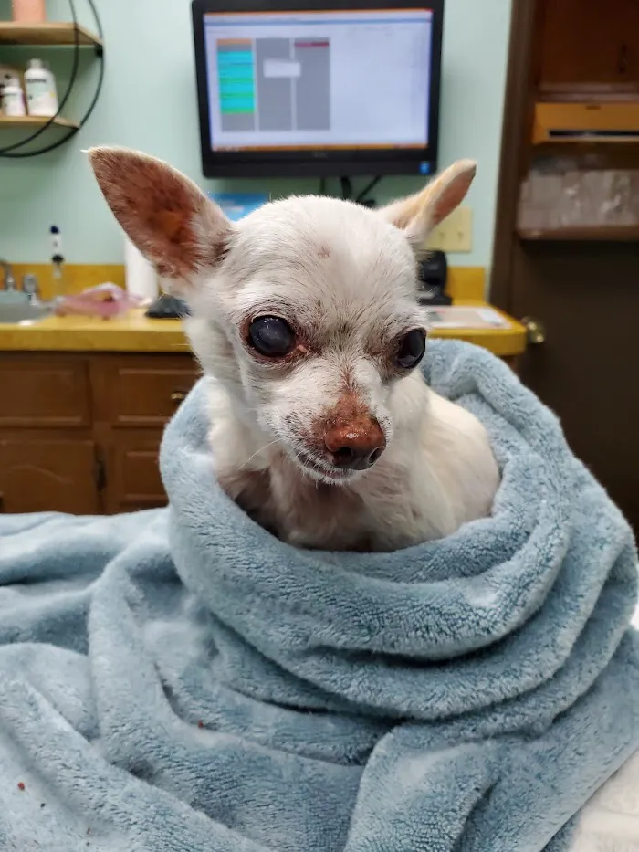 Douglas Oaks Animal Hospital 7