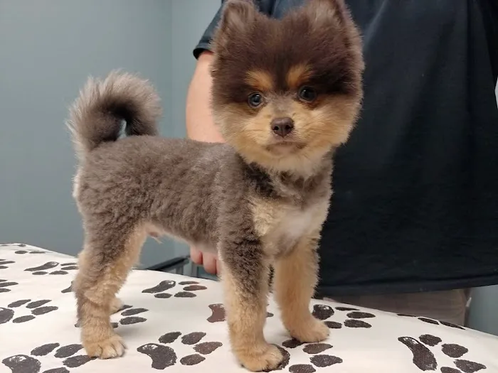 Douglas Oaks Animal Hospital 4