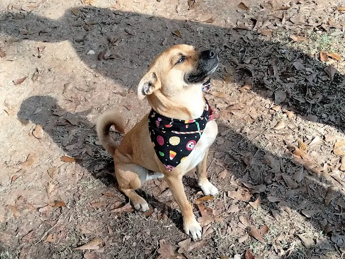 Dogwood Veterinary Hospital 12