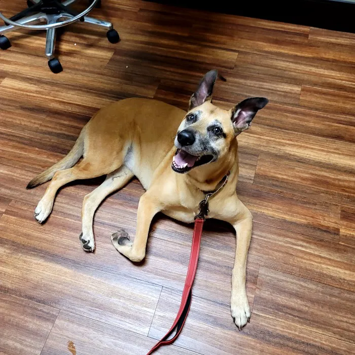 Clairmont Animal Hospital 12