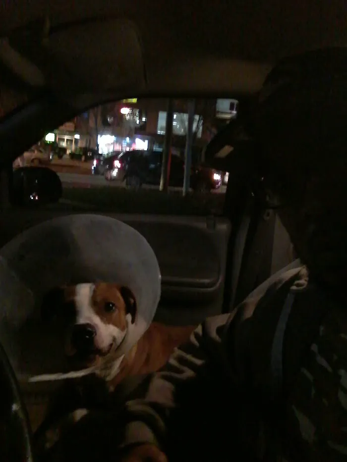 Animal Furist Medical Center 3