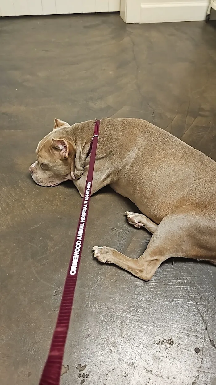 Ormewood Animal Hospital 5