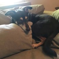 Ormewood Animal Hospital ico